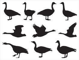 Canada goose silhouette on white background vector