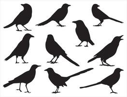 Magpie bird silhouette on white background vector