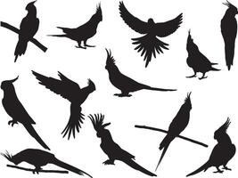 Cockatiel birds silhouette on white background vector