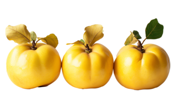 fresh Quinces transparent photographic representation png