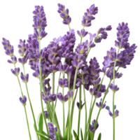 lavendel bloemen illustratie png
