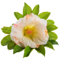 schoen bloem, illustratie png