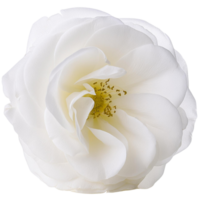 white rose illustration png