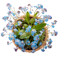 glömma mig inte blomma, transparent Foto png