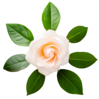 white rose illustration png