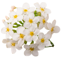 white forget me not flower png