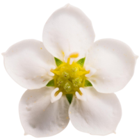 white forget me not flower png