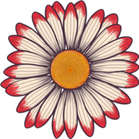 une Marguerite, illustration png