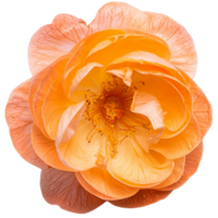 chinois rose, illustration png