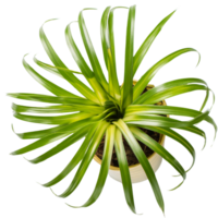 aloe vera plant png