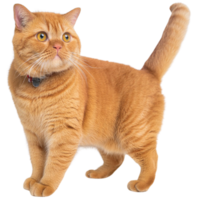 Britanique shortair chat, transparent photo png