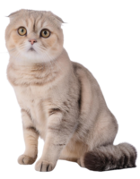 Scottish Fold, transparent photo png