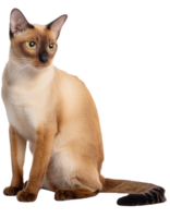 Siamois chat, transparent photo png