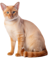 siamês gato, transparente foto png