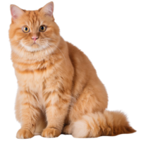 Exotic cat, transparent photo png