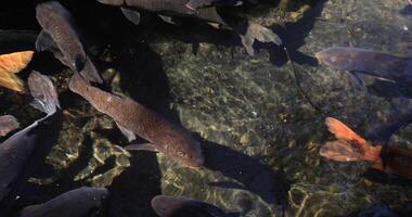 Swimming carp in the pond video