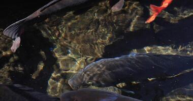 Schwimmen Karpfen im das Teich Nahansicht video