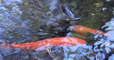 Schwimmen Karpfen im das Teich video