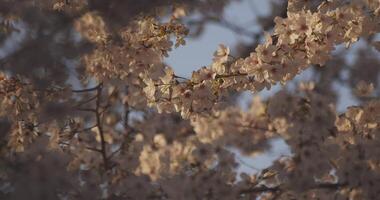 sombra cereja Flor dentro Primavera dia video