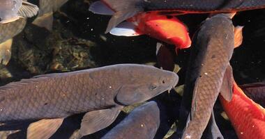 Swimming carp in the pond closeup video