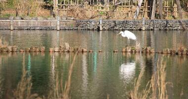 Heron in the pond copyspace video