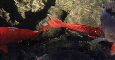 Swimming carp in the pond closeup video