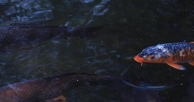 Schwimmen Karpfen im das Teich video