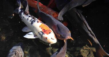 Swimming carp in the pond tracking shot video