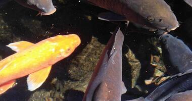 Swimming carp in the pond closeup video