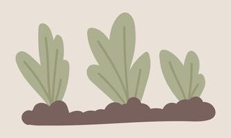 Salad leaves growing in garden soil in flat design. Vegetable farming process. illustration isolated. vector
