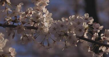 ombre Cerise fleur dans printemps jour video