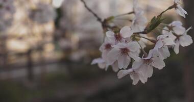 Shadow Cherry blossom in spring daytime closeup video