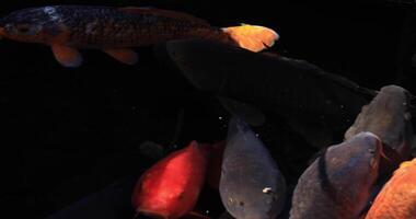 Swimming carp in the pond closeup video