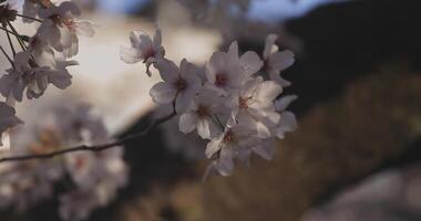 skugga körsbär blomma i vår dagtid närbild video