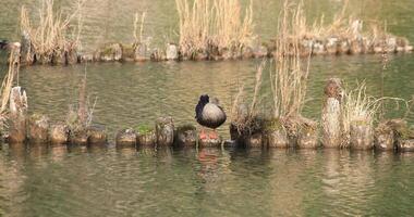 flottant canard dans le étang fond video