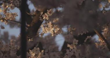Schatten Kirsche blühen im Frühling tagsüber video