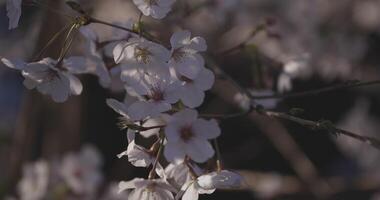 schaduw kers bloesem in voorjaar dag detailopname video