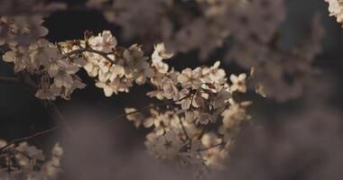 ombre Cerise fleur dans printemps jour video