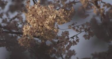 Shadow Cherry blossom in spring daytime video