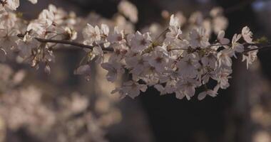 sombra Cereza florecer en primavera tiempo de día video