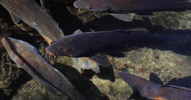 Swimming carp in the pond closeup video