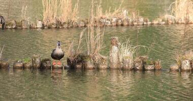 flottant canard dans le étang fond video