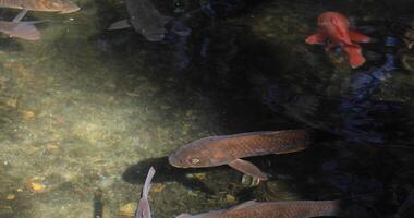 Swimming carp in the pond video