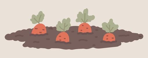 Carrots growing in garden soil in flat design. Vegetable farming process. illustration isolated. vector