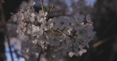 skugga körsbär blomma i vår dagtid video