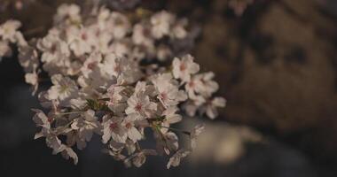 sombra Cereza florecer en primavera tiempo de día video