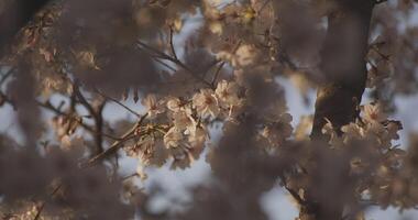 Schatten Kirsche blühen im Frühling tagsüber video