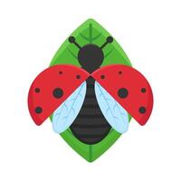 Illustration of ladybug vector