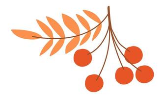 Rowan berry twig in flat design. Autumn rowanberry with orange leaves. illustration isolated. vector