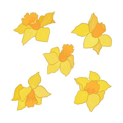 Daffodils set. Hand drawn flowers illustration.